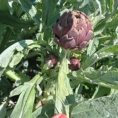 Sotto La Quercia Piedicolle